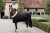 Kentucky Show Rug, 160g, svart.