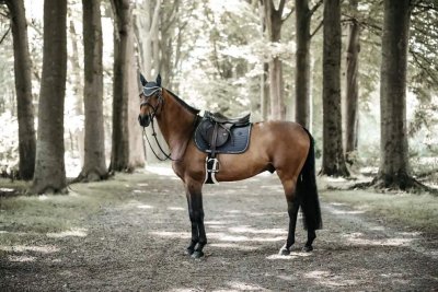 Zoom bild av Kentucky hoppschabrak med pärlor, fyra olika färger